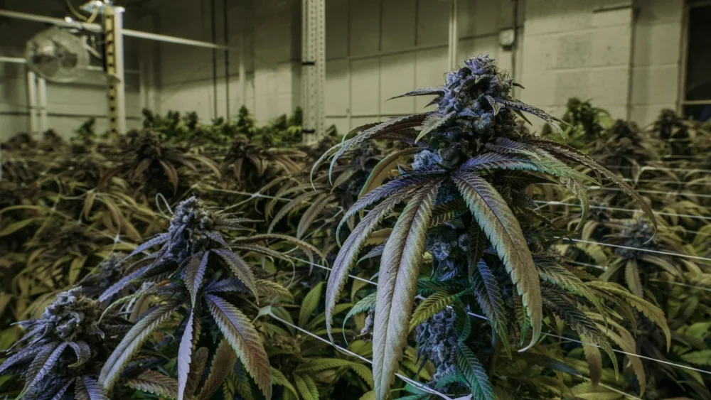 Ann Arbor Cannabis